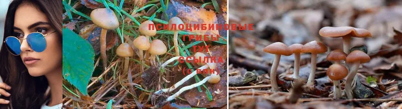 Галлюциногенные грибы Psilocybine cubensis  Александровск-Сахалинский 